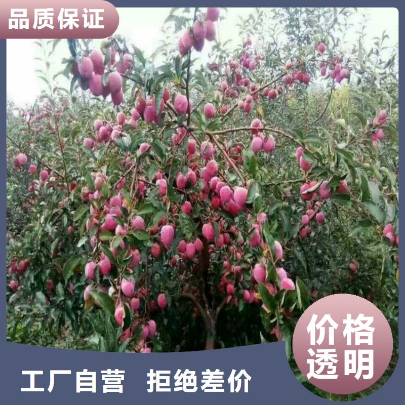 【苹果石榴苗质优价保】