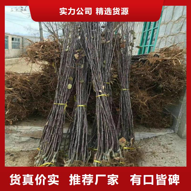 西瓜番石榴苗视频-陕西省安康市轩园西瓜番石榴苗可服务区域汉阴|紫阳|商洛|铜川|汉中|榆林等