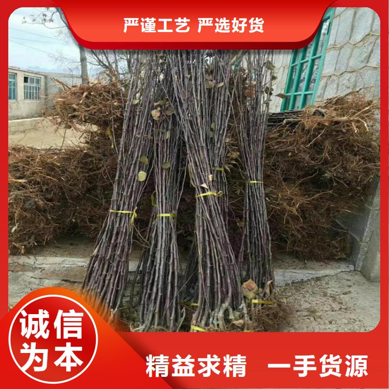 苹果【樱桃苗】量大从优