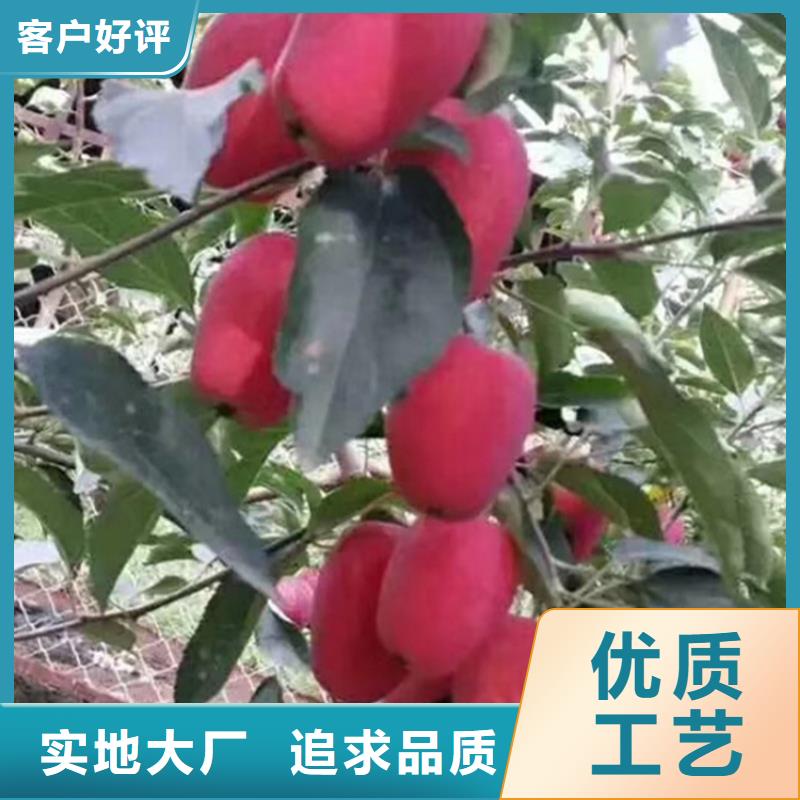 苹果樱桃苗厂家自营