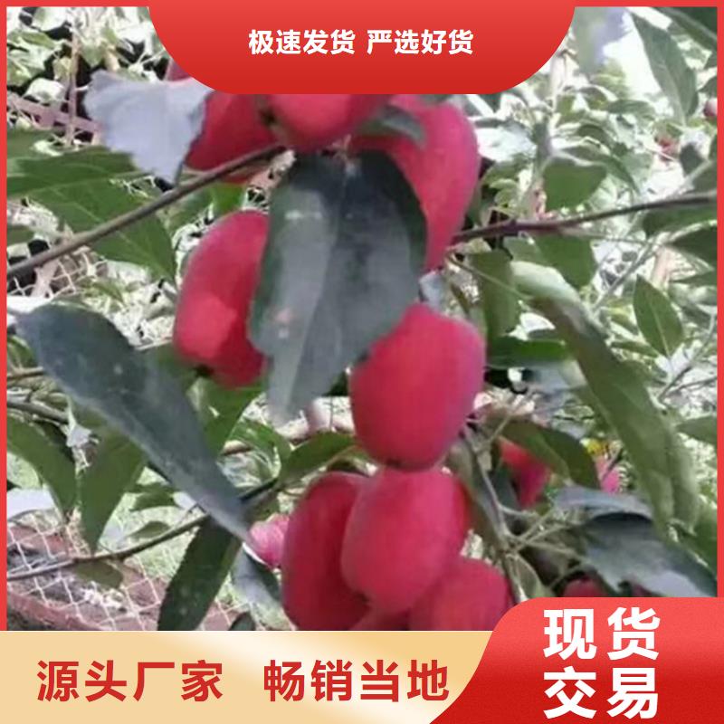 苹果_【樱桃苗】源头厂家量大价优