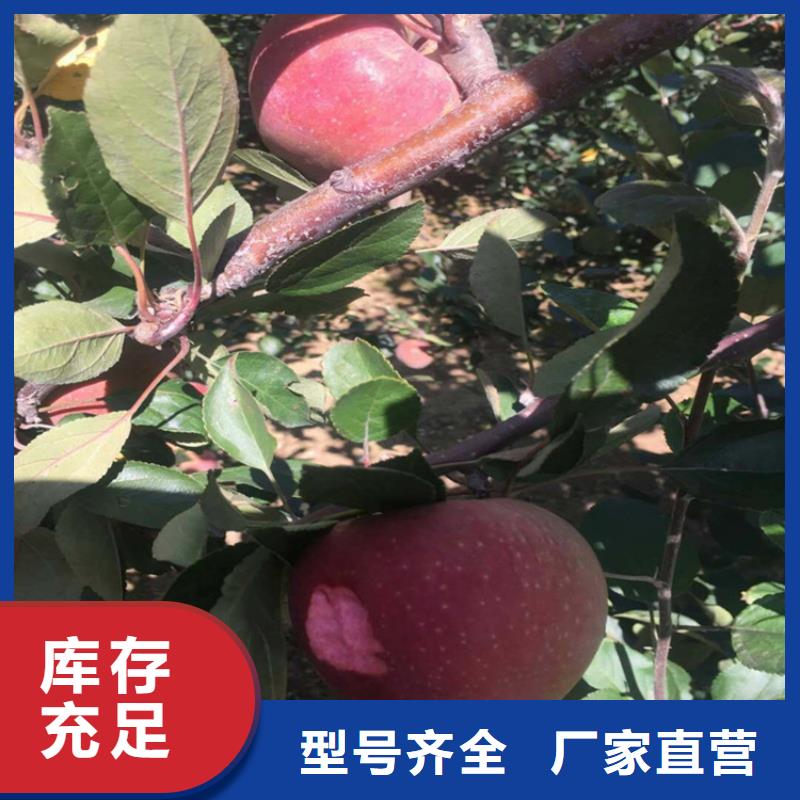 苹果石榴树苗行业优选