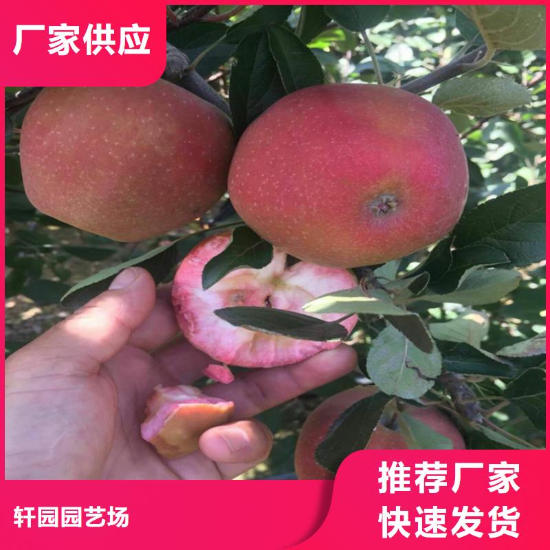 苹果苹果苗专注细节更放心