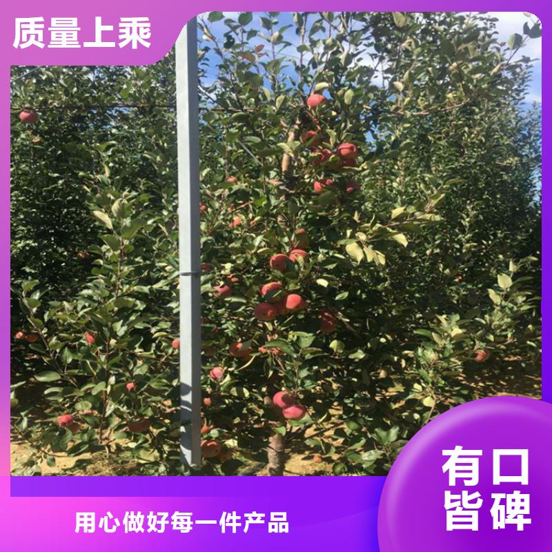 苹果樱桃苗厂家精选