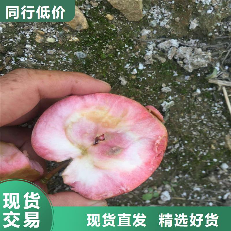 苹果苹果苗精致工艺