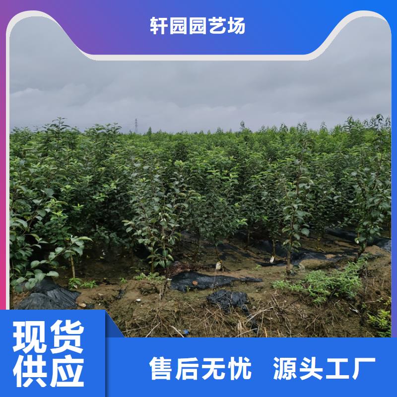 苹果_蓝莓苗厂家直接面向客户
