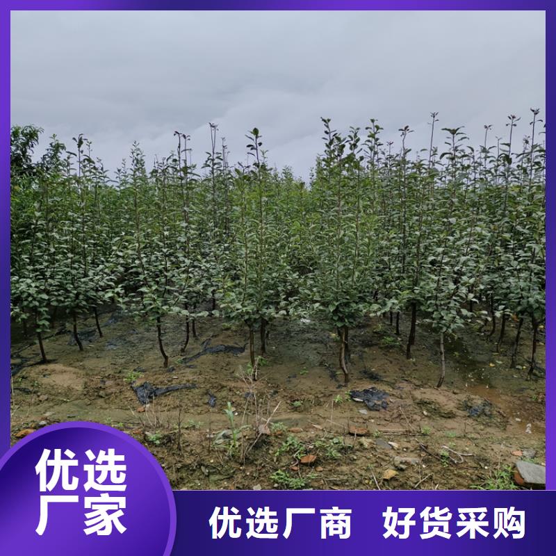 苹果_蓝莓苗根据要求定制