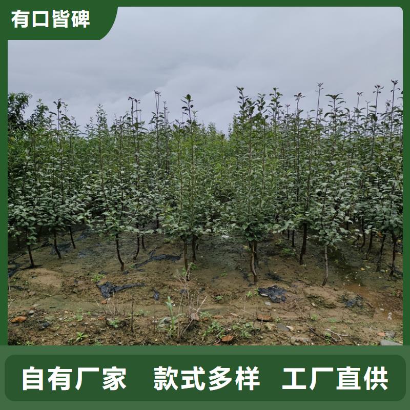 苹果【樱桃苗】量大从优