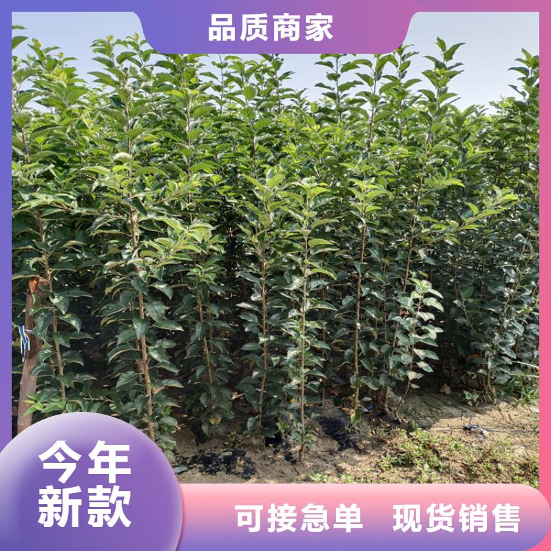 苹果_梨树苗多种工艺
