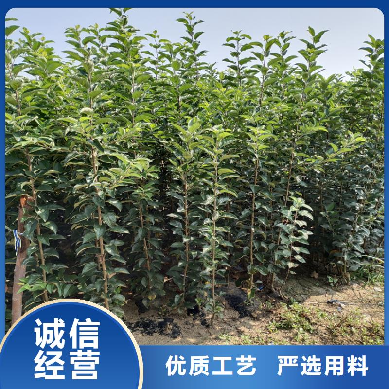 苹果【樱桃苗】支持拿样