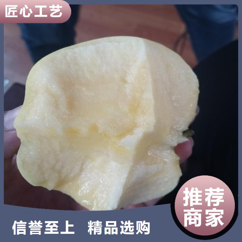 苹果樱桃苗品质卓越