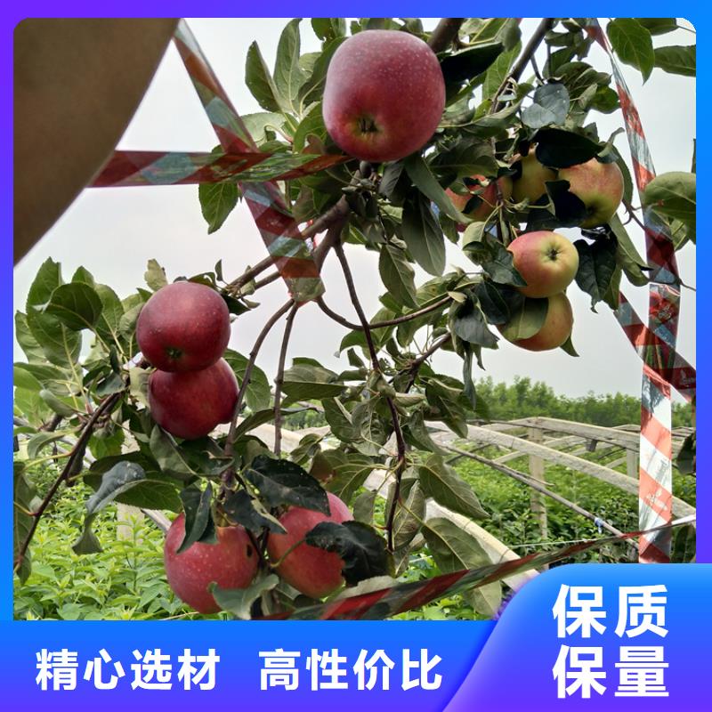 苹果樱桃苗厂家直销大量现货