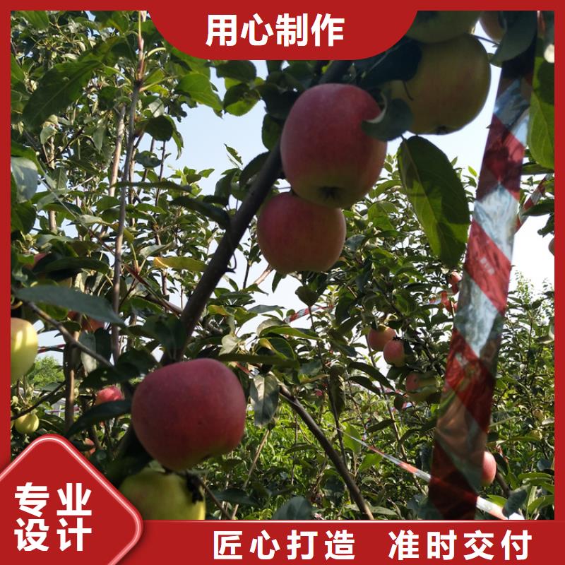 苹果_樱桃苗采购无忧