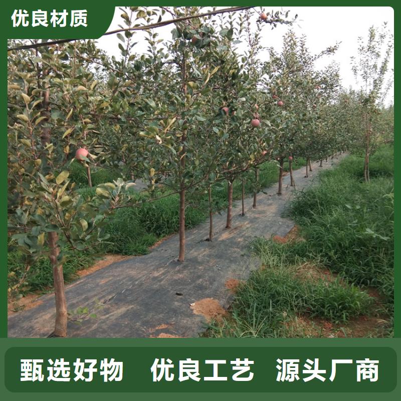 苹果樱桃苗品质卓越