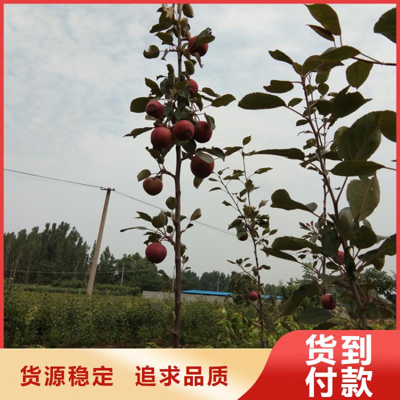 苹果_无花果苗工期短发货快