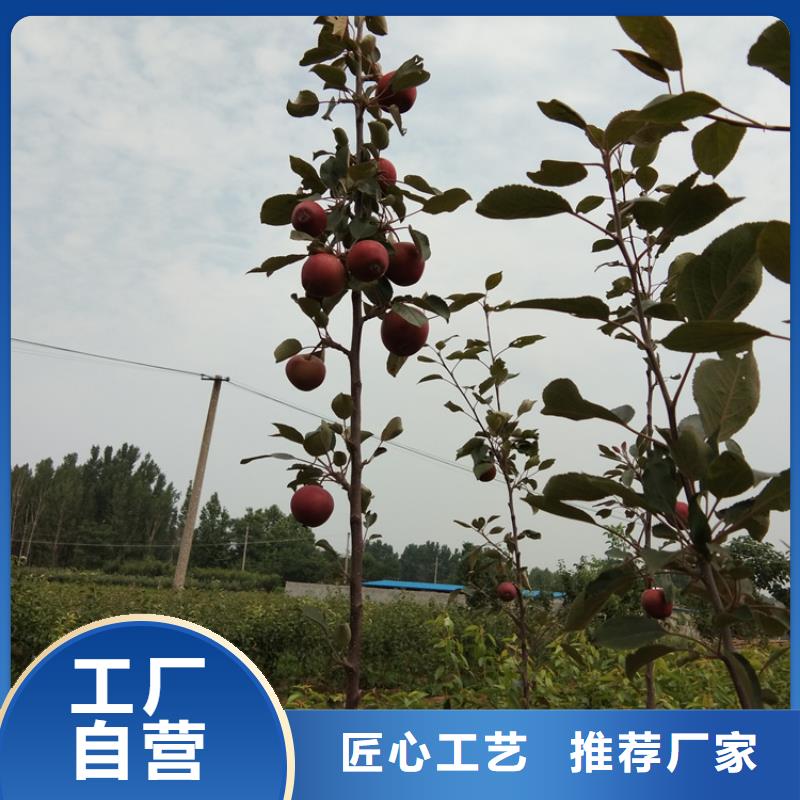 苹果_苹果苗应用领域