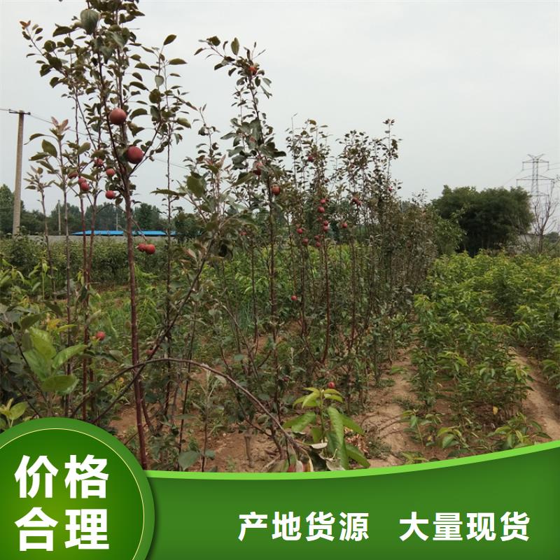 苹果_蓝莓苗厂家直接面向客户