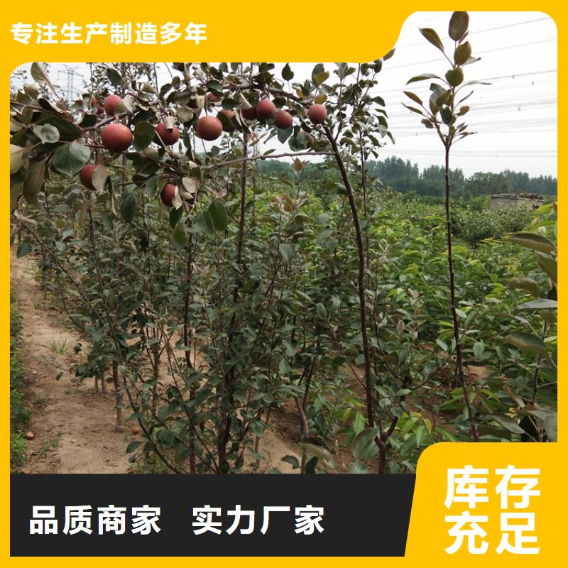 苹果_【樱桃苗】超产品在细节