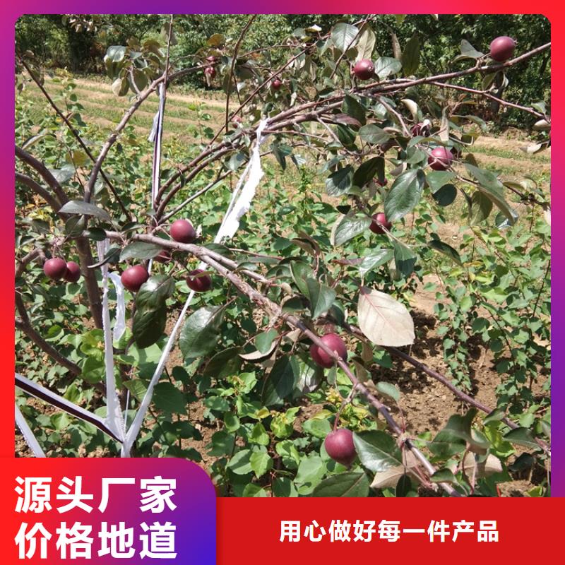 苹果樱桃苗品质卓越