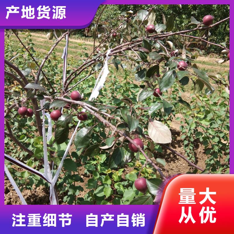 【苹果梨树苗精心推荐】