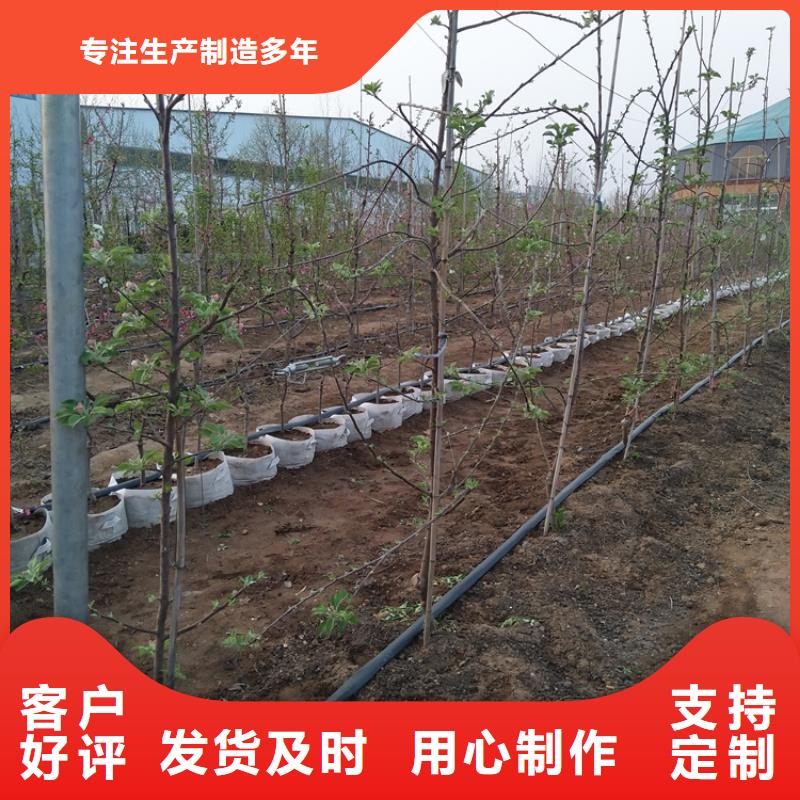 苹果红石榴苗基地生产加工