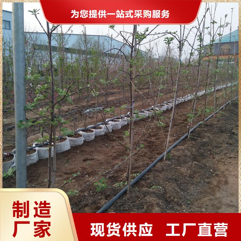 苹果,苹果苗专业完善售后