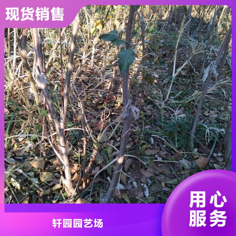 苹果樱桃苗厂家精选