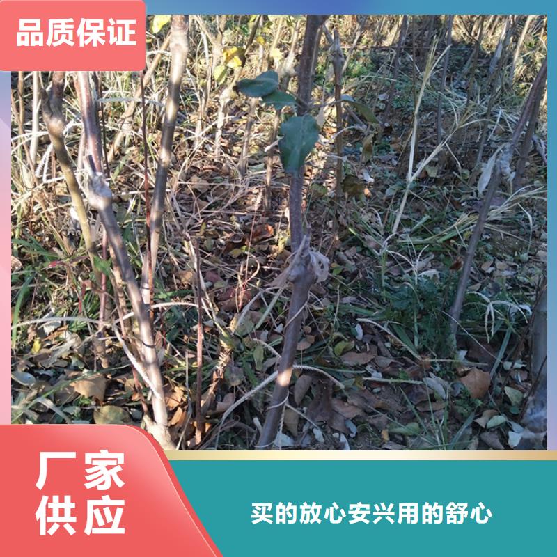 苹果梨树苗产地采购