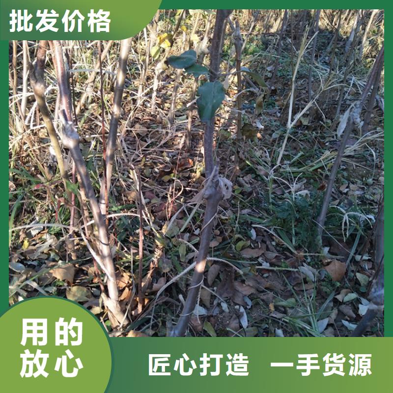 苹果-苹果苗厂家货源稳定