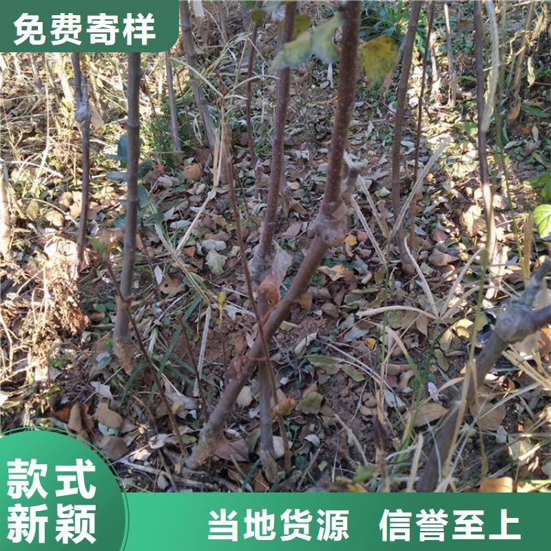 苹果-苹果苗厂家货源稳定