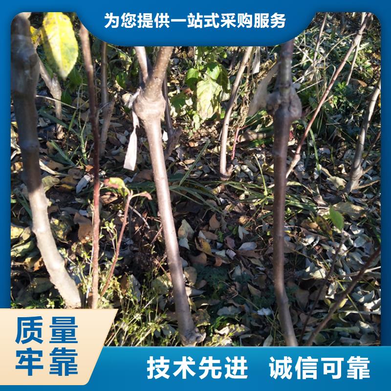 【苹果樱桃苗随心所欲定制】