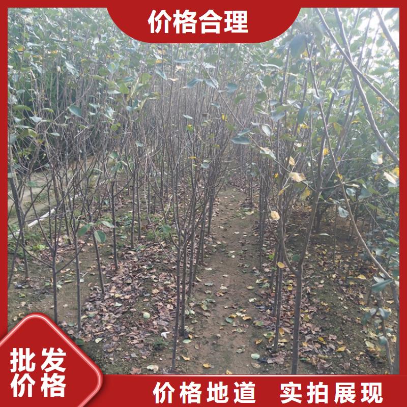 苹果石榴苗选择大厂家省事省心