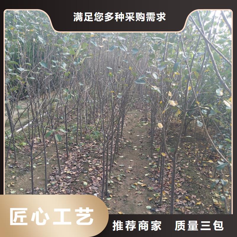 苹果石榴苗选择大厂家省事省心