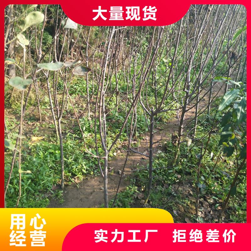 苹果红石榴苗基地生产加工