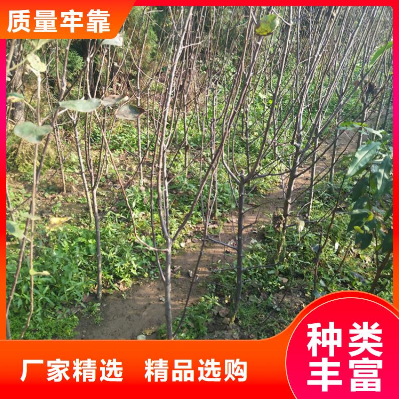 苹果_【樱桃苗】源头厂家量大价优