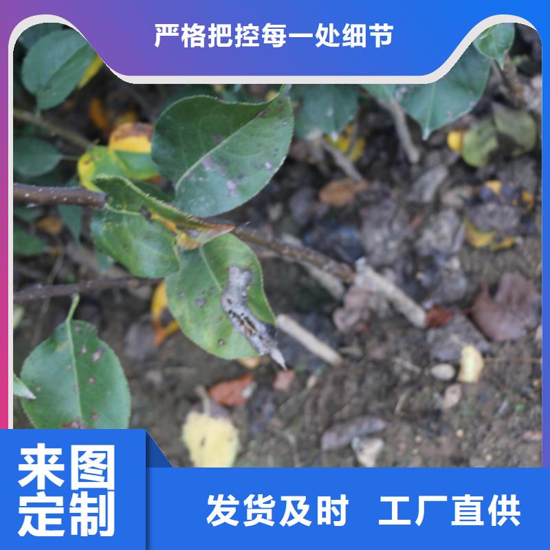 苹果【苹果苗】支持非标定制