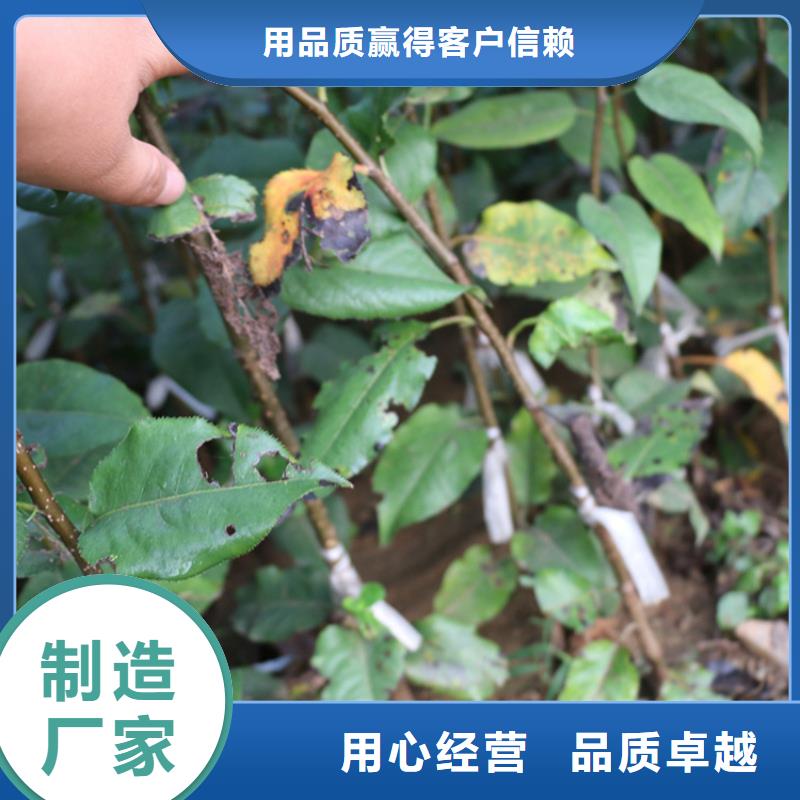 苹果_【苹果苗】工厂采购