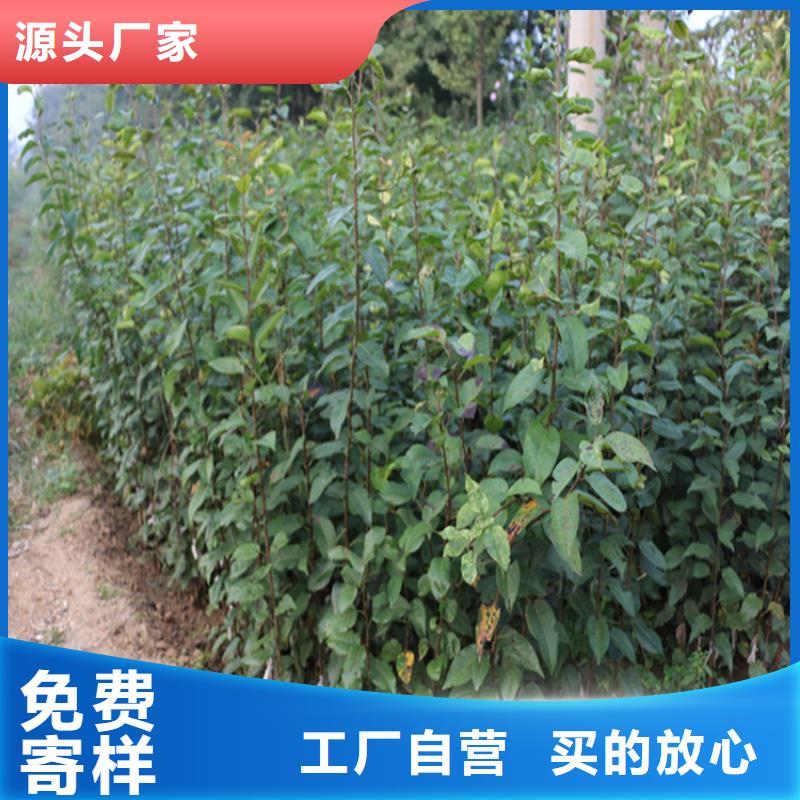 苹果_无花果苗工期短发货快