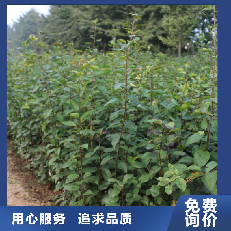 苹果【苹果苗】支持非标定制