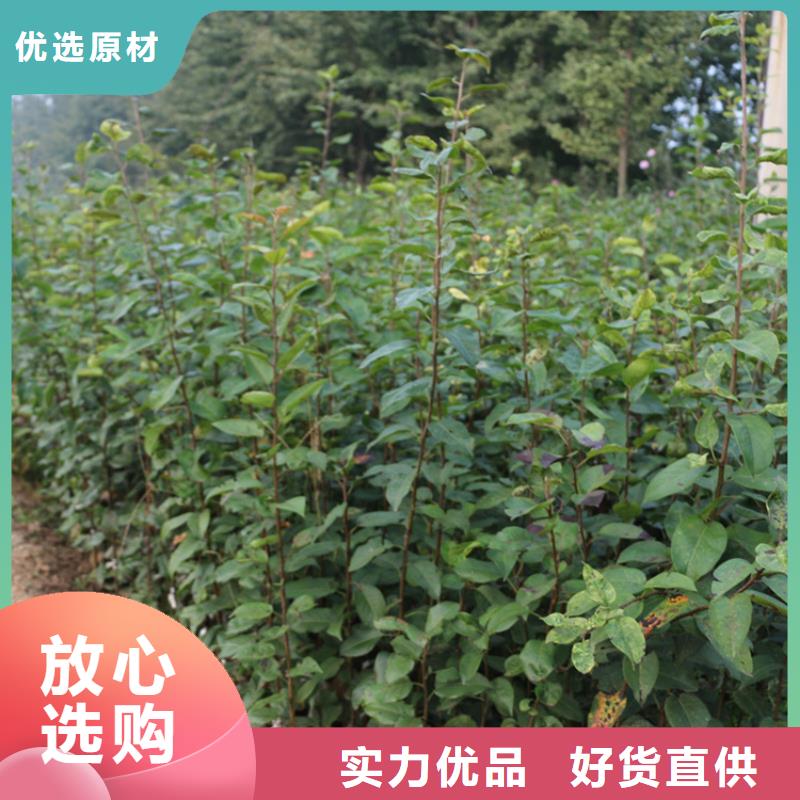 苹果_苹果苗应用领域