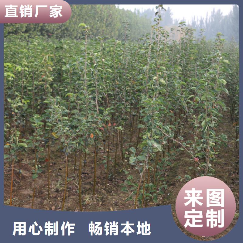 【苹果,无花果苗优良工艺】