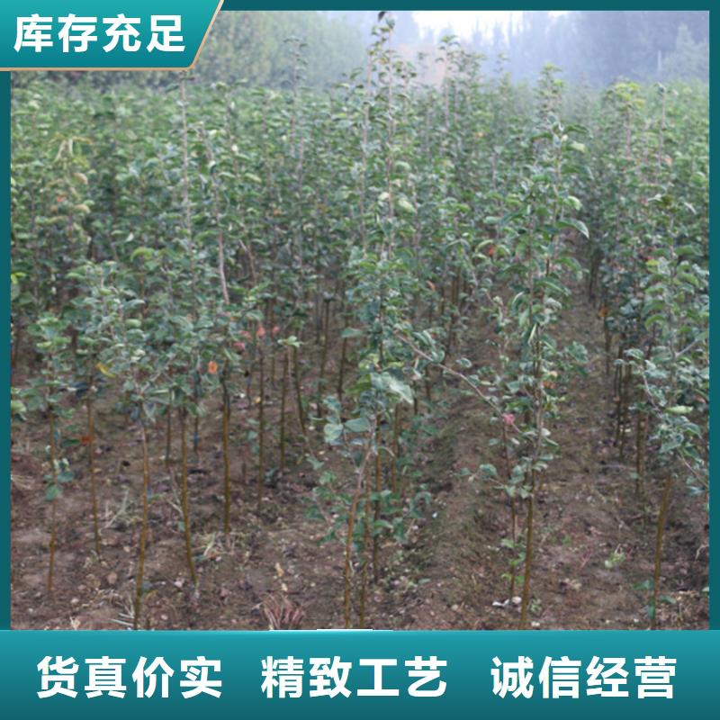 苹果【苹果苗】支持非标定制