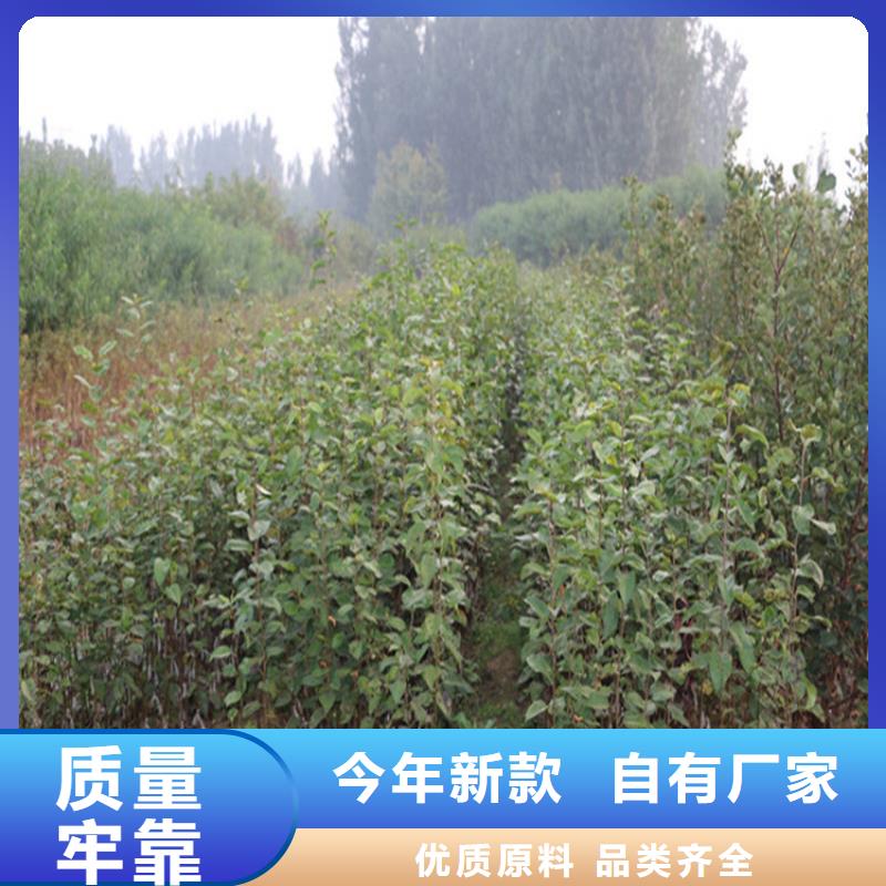 苹果-苹果苗品类齐全