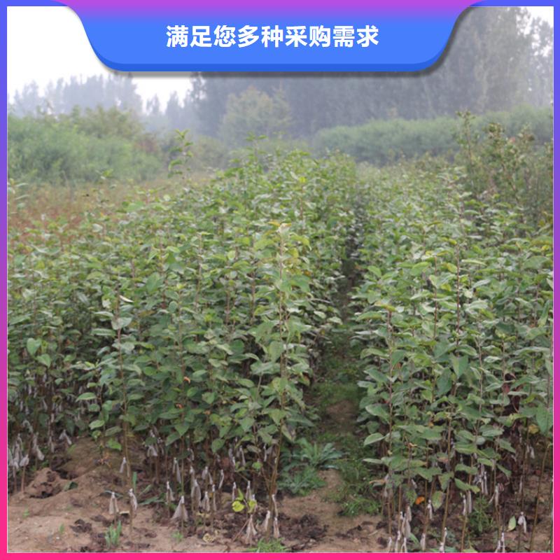苹果红石榴苗基地现货直发