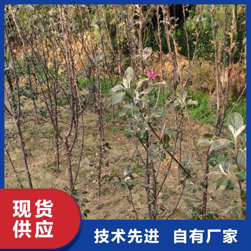 【苹果,无花果苗优良工艺】