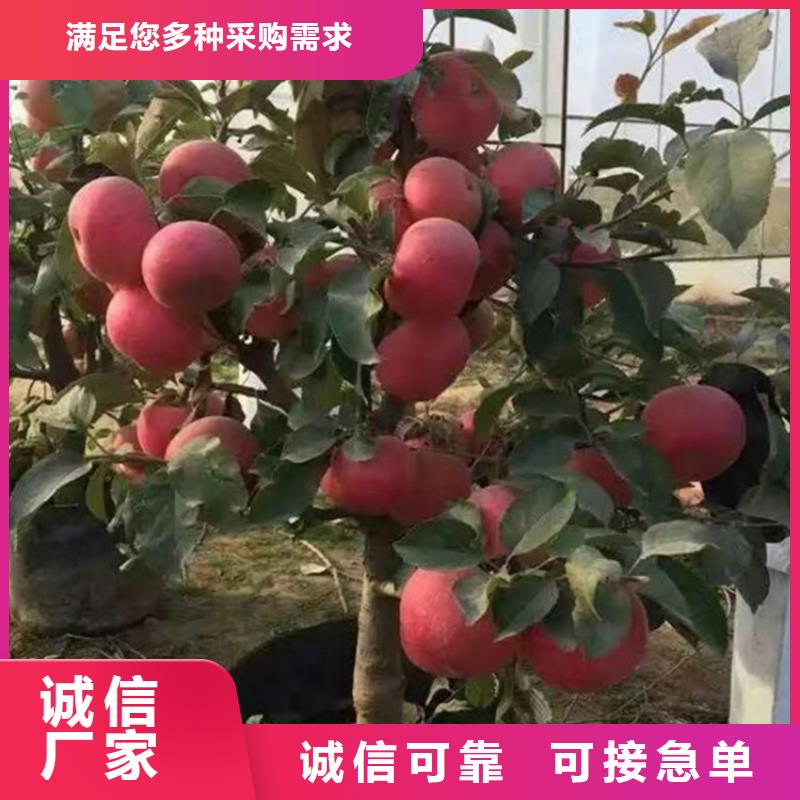 苹果_【樱桃苗】源头厂家量大价优