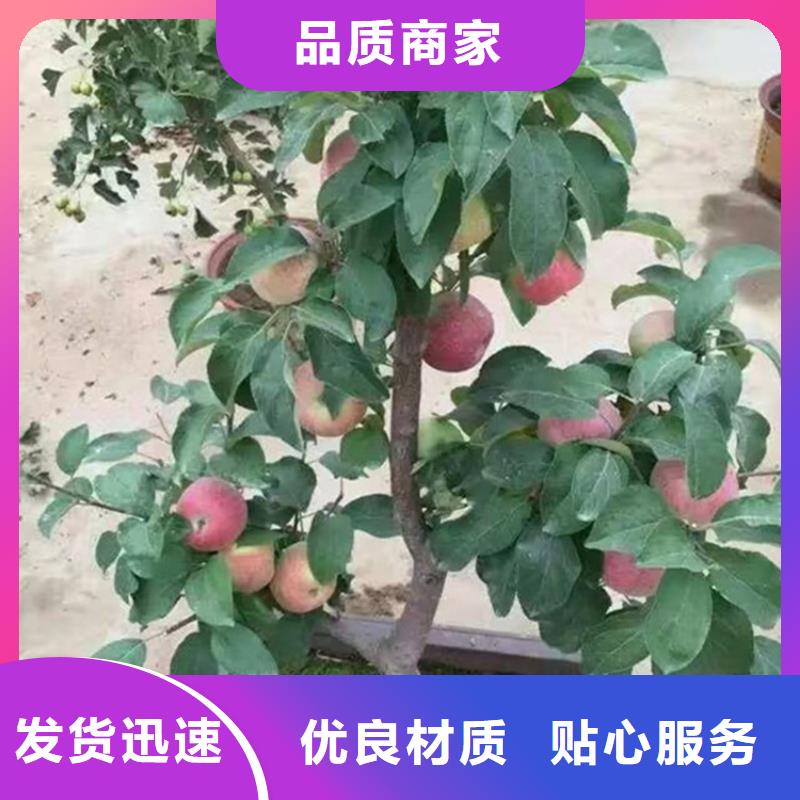 苹果_【苹果苗】现货