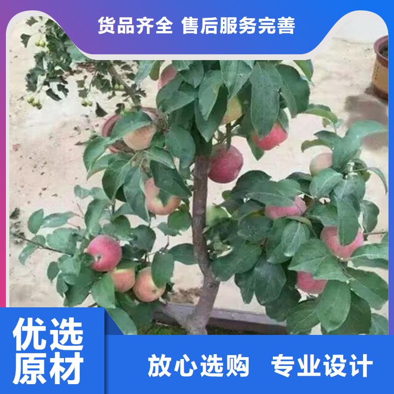 苹果-苹果苗厂家货源稳定