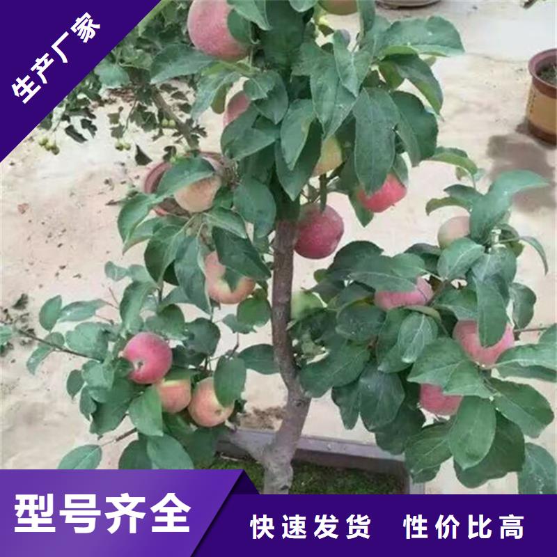 苹果苹果苗精致工艺