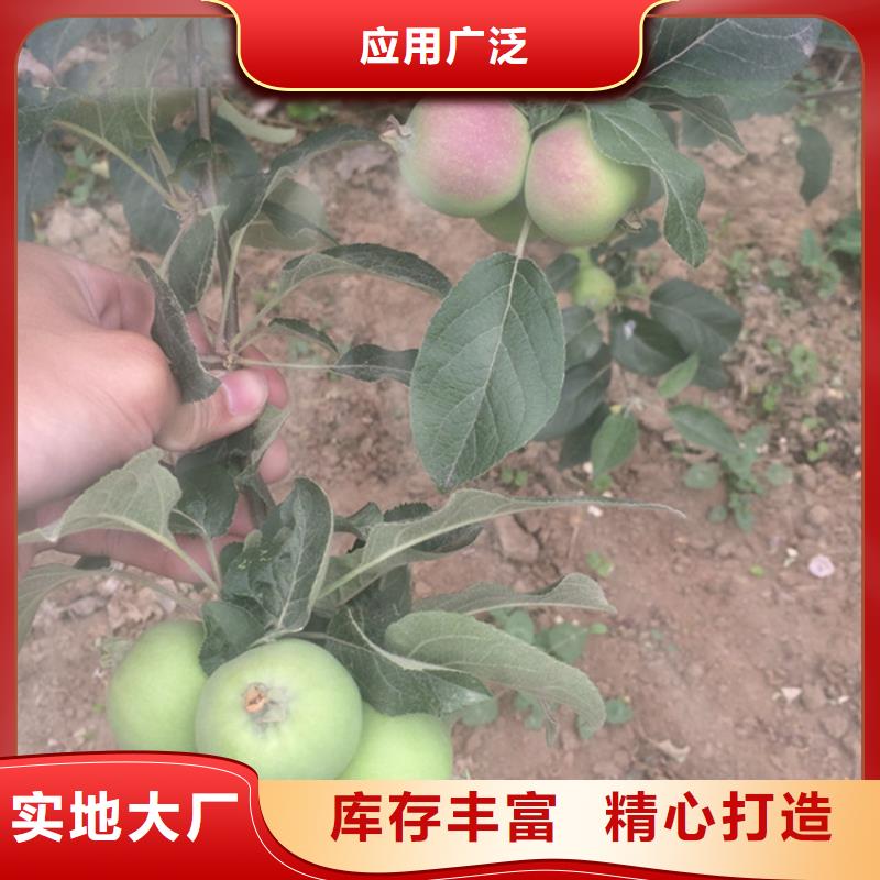 苹果,猕猴桃苗厂家直营